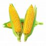 American Sweet Corn (Bhutta) At Rs.  6 (Including Shipping)