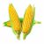 American Sweet Corn (Bhutta) At Rs.  6 (Including Shipping)